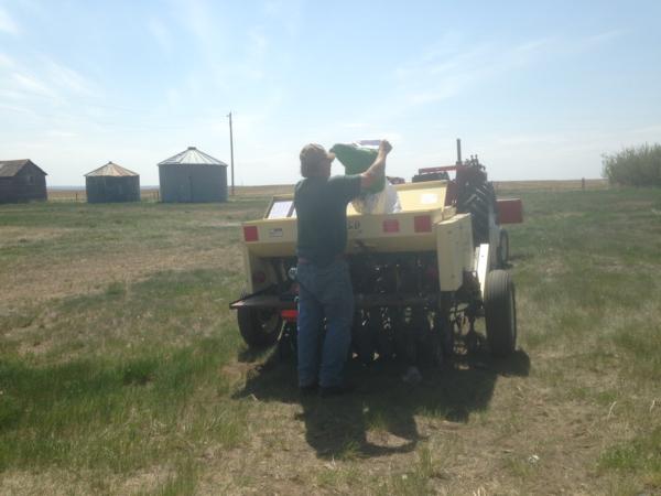 May 2015.  Wayne Schottler loading seed into his drill near Froid MT